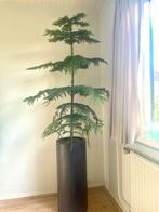 Kamerden (Araucaria heterophylla), Huis en Inrichting, Kamerplanten, Ophalen, Overige soorten, Halfschaduw, In pot