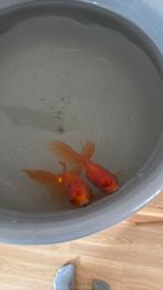 Both goldfishes for 15 euro, Dieren en Toebehoren, Vissen | Vijvervissen, Goudvis(sen)