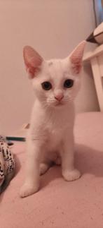 Kitten 9 weken+, Poes, Kortharig, 0 tot 2 jaar