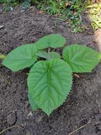 Anna Paulowna / Paulownia Tomentosa, Keizersboom, Tuin en Terras, Planten | Bomen, Overige soorten, Lente, Minder dan 100 cm, Ophalen