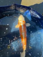 Ki Kikokuryu Japanse koi, Karper of Koi