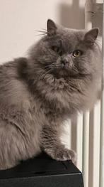 Britse langhaar poes, Dieren en Toebehoren, Katten en Kittens | Raskatten | Langhaar, Poes, Gechipt, 3 tot 5 jaar