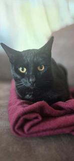 Lieve mara zoekt een knus huisje, Dieren en Toebehoren, Katten en Kittens | Overige Katten, Poes, Kortharig, 6 jaar of ouder