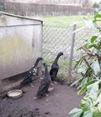 Indische Loopeenden, Dieren en Toebehoren, Pluimvee, Meerdere dieren, Eend