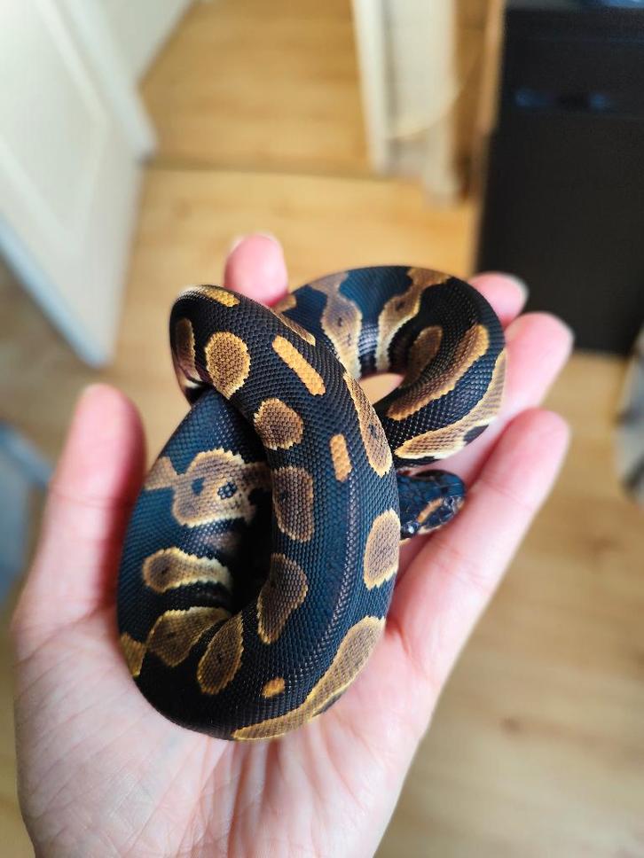 0.1 Blackhead 100% het. DG Python regius