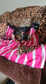 kleine dwergteckel pup,  reutje, Parvo, 8 tot 15 weken, Dwerg, Meerdere