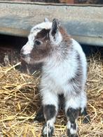 Dwerggeit bokjes., Dieren en Toebehoren, Schapen, Geiten en Varkens, Mannelijk, Geit