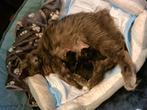 Ragdoll/Mainecoon kruising, bevallen op 16 juli, Dieren en Toebehoren, Katten en Kittens | Overige Katten, Meerdere dieren, 0 tot 2 jaar