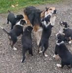 Border collie puppies   Bordercollie teefjes en reutjes, Augustus, Meerdere dieren