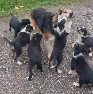 Border collie puppies   Bordercollie teefjes en reutjes beschikbaar voor biedingen