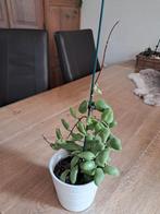 Mooie hoya plantje. Bravialata Met bloemknoppen, Huis en Inrichting, Bloeiende kamerplant, Ophalen, Overige soorten, Minder dan 100 cm