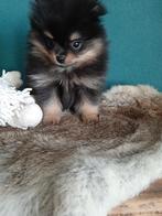 Pomeriaan reutjes, Dieren en Toebehoren, Honden | Chihuahua's en Gezelschapshonden, CDV (hondenziekte), 8 tot 15 weken, Meerdere