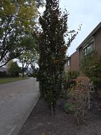 Rode Zuilbeuk - Fagus sylvatica 'Dawyck Purple', Ophalen, Bloeit niet, Halfschaduw, Zuilboom
