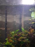 Jongen Guppy's, Dieren en Toebehoren, Vis, Zoetwatervis