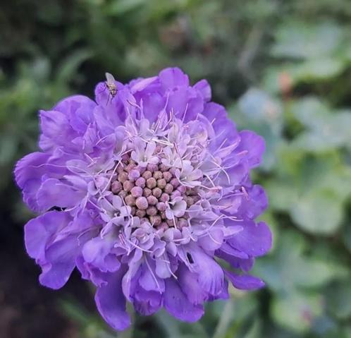 Zaden scabiosa grootbloemige mix, Tuin en Terras, Bloembollen en Zaden, Voorjaar, Volle zon, Verzenden