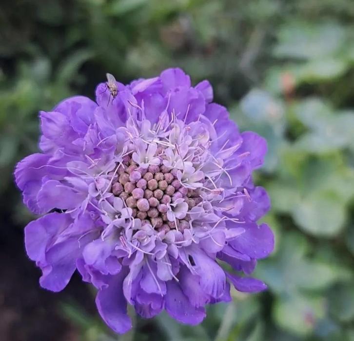 Zaden scabiosa grootbloemige mix, Tuin en Terras, Bloembollen en Zaden, Voorjaar, Volle zon, Verzenden