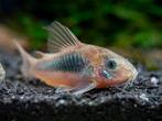 7x corydora aneus, Dieren en Toebehoren, Vissen | Aquariumvissen, Vis