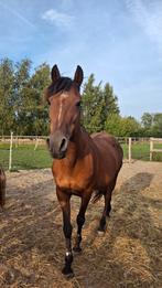 Leuke pony tekoop, Dieren en Toebehoren, Paarden, Ruin, 3 tot 6 jaar