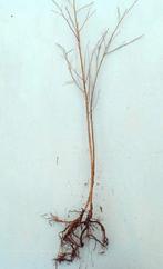 Ruwe Berk ( betula pendula) Zachte Berk ( betula pubescens), Tuin en Terras, Planten | Bomen, Overige soorten, Bloeit niet, Ophalen