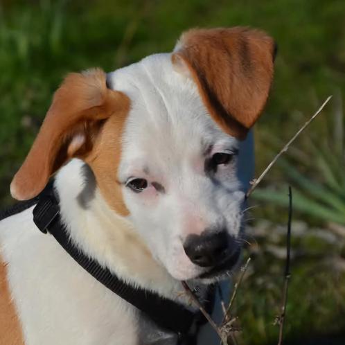 GaGa Animal Care - TOTO (in een gastgezin in Amsterdam NH), Dieren en Toebehoren, Honden | Niet-rashonden, Klein, Reu, Particulier