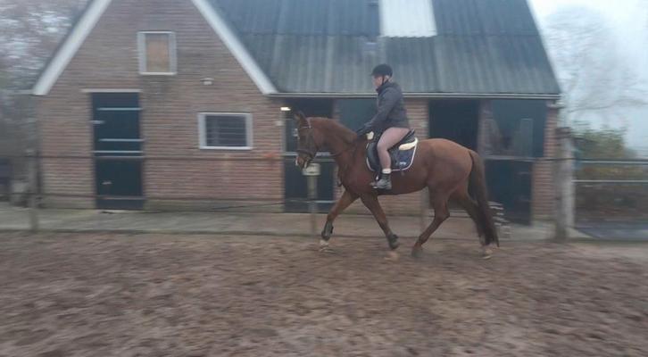 Gezocht ervaren amazone/ruiter, Dieren en Toebehoren, Paarden en Pony's | Verzorgingsproducten, Ophalen of Verzenden