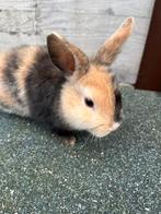 Konijntjes, Geslacht onbekend, Klein, 0 tot 2 jaar