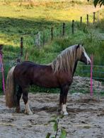 Lieve Schwarzwalder Fuchs hengst, Dieren en Toebehoren, Paarden, Minder dan 160 cm, Gechipt, 7 tot 10 jaar, Recreatiepaard