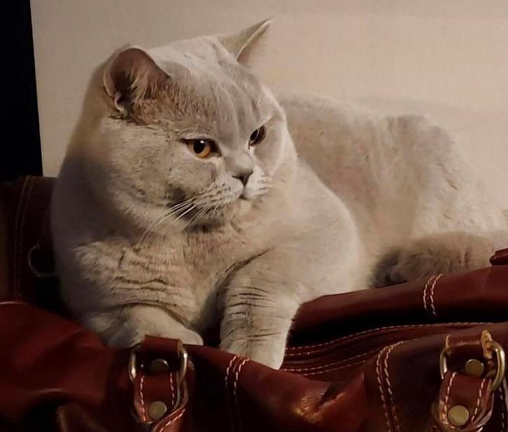 Dekkater brits korthaar lilac met stamboom (niet te koop), Dieren en Toebehoren, Katten en Kittens | Raskatten | Korthaar, Kater