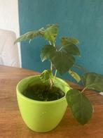 Kamerwingerd (Cissus rhombifolia) zonder pot, Overige soorten, In pot, Minder dan 100 cm, Groene kamerplant