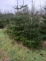 Kerstbomen te koop, Tuin en Terras, Planten | Bomen, Bloeit niet, 100 tot 250 cm, Volle zon, In pot