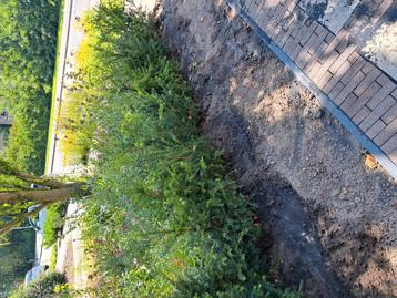 4x taxus baccata met kluit beschikbaar voor biedingen