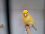 Gele kanarie (man), Dieren en Toebehoren, Mannelijk, Kleurkanarie