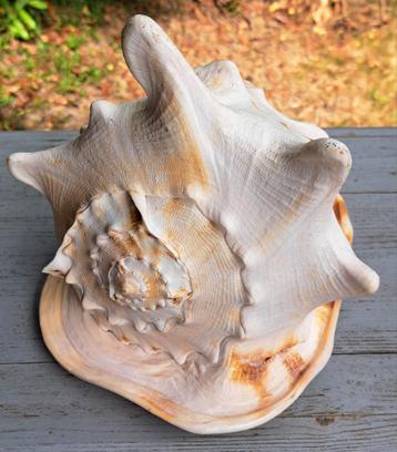 Zeer grote Helm schelp puntjegaaf 26 cm beschikbaar voor biedingen