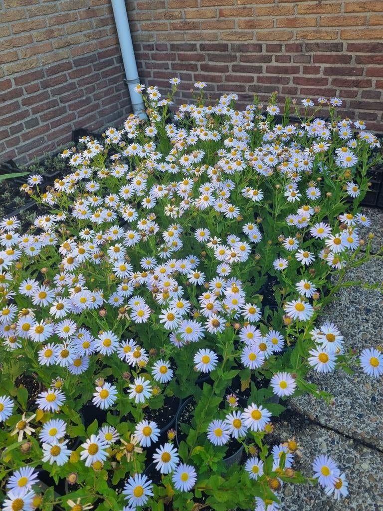 Kalimeris incisa madiva/ zomeraster, Ophalen