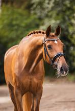 Gezocht paarden en pony's, Dieren en Toebehoren, Paarden, Gechipt, Niet van toepassing, 7 tot 10 jaar, 160 tot 165 cm