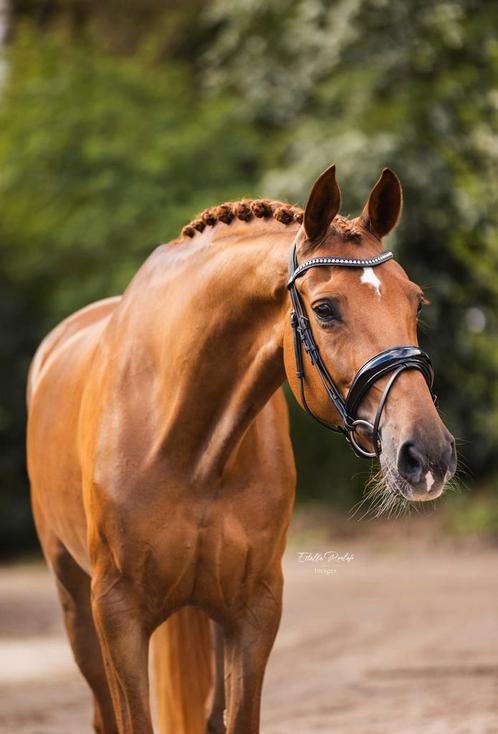 Gezocht paarden en pony's, Dieren en Toebehoren, Paarden, Meerdere dieren, Niet van toepassing, 160 tot 165 cm, 7 tot 10 jaar