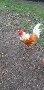 Mooie haan gratis, Dieren en Toebehoren, Pluimvee, Mannelijk, Kip