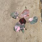 Philodendron Pink Princess marble, Huis en Inrichting, Kamerplanten, Ophalen of Verzenden, Halfschaduw, Minder dan 100 cm
