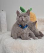 Britse korthaar kittens met stamboom mogen nest verlaten!, Dieren en Toebehoren, Meerdere dieren, Met stamboom