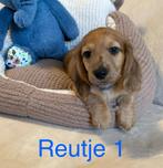 Teckel puppies, Dieren en Toebehoren, Honden | Teckels en Dashonden, Standaard, 8 tot 15 weken, Langhaar, Meerdere