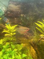 Gratis ophalen regenboogzalm en diamant gourami, Dieren en Toebehoren, Vissen | Aquariumvissen, Vis