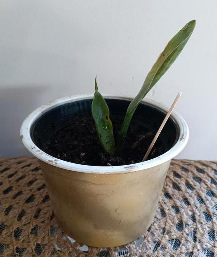 Vrouwentong 🌿Ruil mij!!🌿, Huis en Inrichting, Kamerplanten, Overige soorten, Minder dan 100 cm, Ophalen