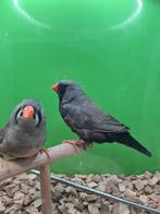 Te koop koppel charcoal man van 2024 geen ring
Pop split, Dieren en Toebehoren, Vogels | Overige Vogels, Meerdere dieren