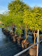Prachtige tuinplanten - Scherp geprijsd - ZATERDAG GEOPEND, Overige soorten, Volle zon, Vaste plant, Ophalen of Verzenden