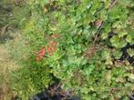 Heuchera sanguinea 'Leuchtkäfer', Ophalen, Zomer, Volle zon