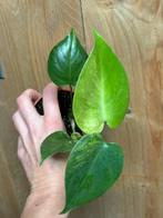 Monstera deliciosa variegata plant mint lemon aurea, Huis en Inrichting, Ophalen of Verzenden, Halfschaduw, Minder dan 100 cm