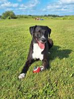 Gezocht een 5 * huisje, Dieren en Toebehoren, Teef, Eén hond, 3 tot 5 jaar, Nederland