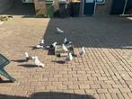 Oud hollandse meeuwen, Dieren en Toebehoren, Vogels | Duiven