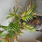 Parlor palm, Ophalen, Halfschaduw, Minder dan 100 cm
