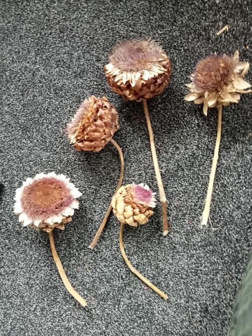 Gedroogde artisjokharten, Huis en Inrichting, Woonaccessoires | Droogbloemen, Zo goed als nieuw, Ophalen of Verzenden